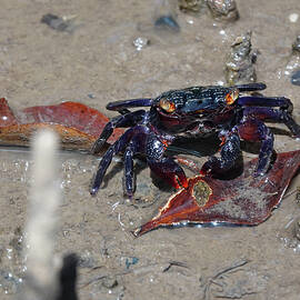 Crab feeding on Mangrove Leaf by Maryse Jansen