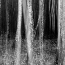 Creepy Forest by Martin Vorel Minimalist Photography