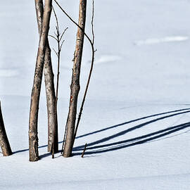Crepe Myrtle Shadows On Snow