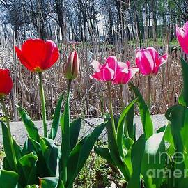 Crimson And Pink Tulips At Pond Edge    Potawatomi Zoo     Indiana     Spring by Rory Cubel