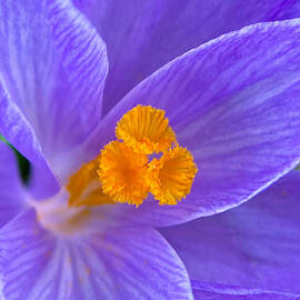 Crocus 2023 by Kristin Hatt
