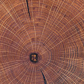 Cross-Section Of Oak Tree Stump