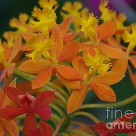 Crucifix Orchid - Epidendrum ibaguense by Lesley Evered