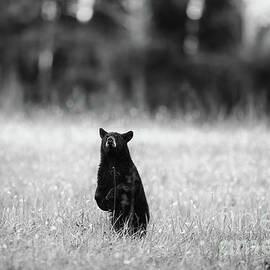 Curious Black Bear Cub Cades Cove - BW by Scott Pellegrin