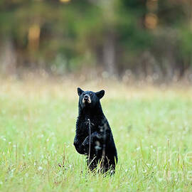 Curious Black Bear Cub Cades Cove by Scott Pellegrin