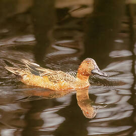 Curious, cinnamon, teal by Jean Noren