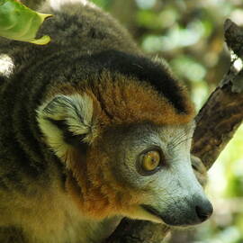 Curious Crowned Lemur 2 by James Dower