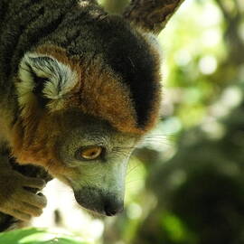 Curious Crowned Lemur 3 by James Dower