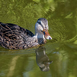 Curious Duck by Debra Martz