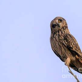 Curious Owl by Jennifer Jenson
