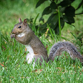 Cute Eastern Gray Squirrel - Sciurus carolinensis by Bob Decker