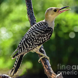 Cute Juvenile Red-bellied Woodpecker