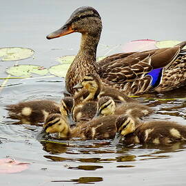 Cute Mallard Duck family by Lyuba Filatova