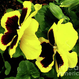 Cute Pansy Pair by Kathryn Jones