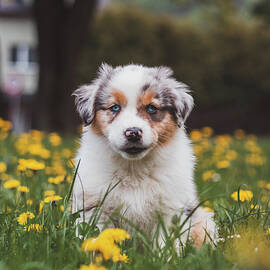 Cutest puppy of the Canis lupus breed by Vaclav Sonnek