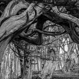 Cypress arch at Land's End by Donald Kinney