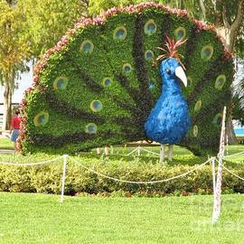 Cypress Gardens Peacock by World Reflections By Sharon