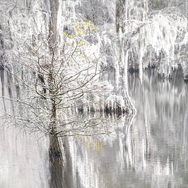 Cypress Grove Winter Wonderland by Norma Brandsberg