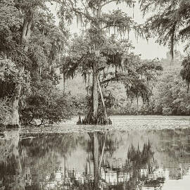 Cypress in the Backwaters - sepia by Scott Pellegrin