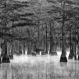Cypress Misty Morning by Eric Albright