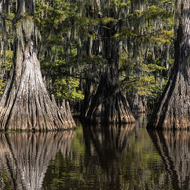 Cypress Trees Reflecting off of water in Caddo Lake State Park Texas by Mitch Knapton