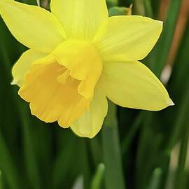 Daffodil - A Study in Yellow  by Ekta Gupta