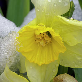 Daffodil after Spring Storm by Frank Barnitz