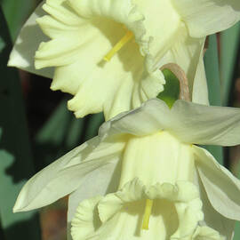 Daffodil Delight - Spring Flower Art - Floral Photography by Brooks Garten Hauschild