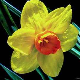Daffodil by LeeAnn McLaneGoetz McLaneGoetzStudioLLCcom