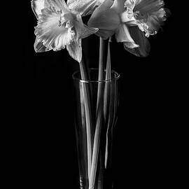 Daffodil Triads by Angelo Marcialis