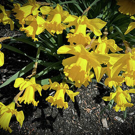 Daffodils Blowing in the Wind by Lorraine Palumbo