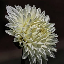 Dahlia Flower by Barbara Elizabeth