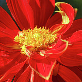  Dahlia Heart Throb Flower by Barbara Elizabeth