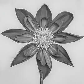 Dahlia in Black and White by Sylvia Goldkranz