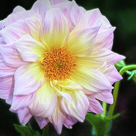Dahlias are in Bloom  by Mary Lynn Giacomini