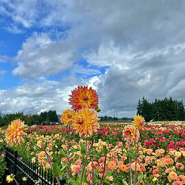 Dahlias In The Sky by Brian Eberly