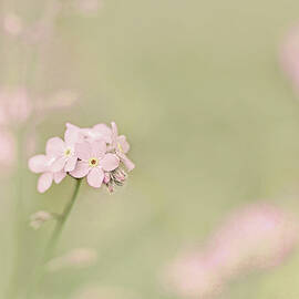 Dainty Pink Flowers by Jennie Marie Schell
