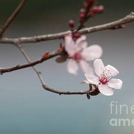 Dainty plum blossom by Ruth Jolly