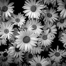 Daisies by Arina Gallery