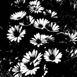Daisies in Black and White by Beverly Guilliams