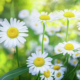 Daisies Spring Blooming Flowers. by Jordan Hill