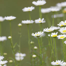 Daisy Field by Patti Deters