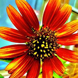 Daisy the Sunflower by Toni Hopper