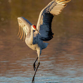 Dance of the Sandhill Crane