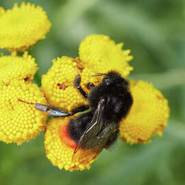 Dancing on the yellows. Red tailed bumblebee by Jouko Lehto