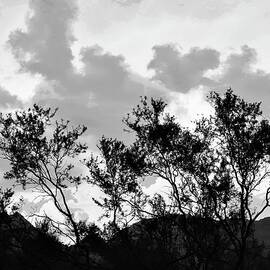 Dancing Trees and Clouds - BW by Bonnie See