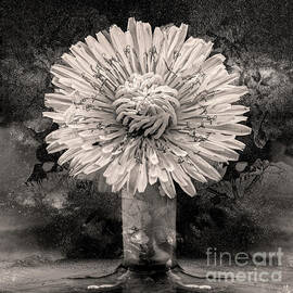 Dandelion - Black And White by Anthony Ellis
