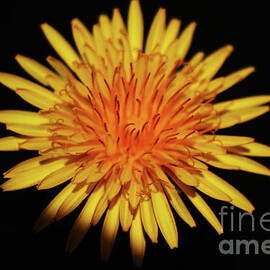 Dandelion Flower by Alan Harman