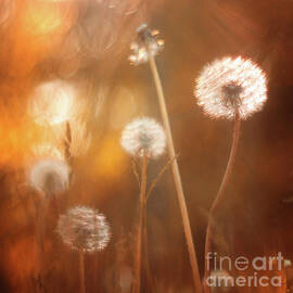 Dandelion in sunshine by Acryl Art Kristin Pfeiffer