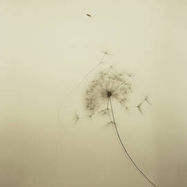 Dandelion Seed Head in Breeze